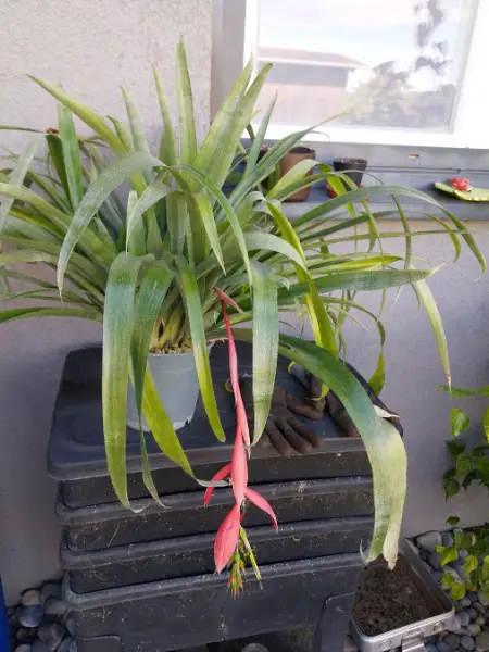 Zimmerhafer "Bilbergia Nutans" Königinträne Bromelie