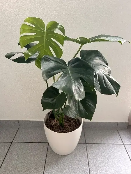 Monstera 95 cm hoch