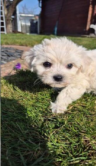 Bichon Frise Malteser Welpen zu verkaufen