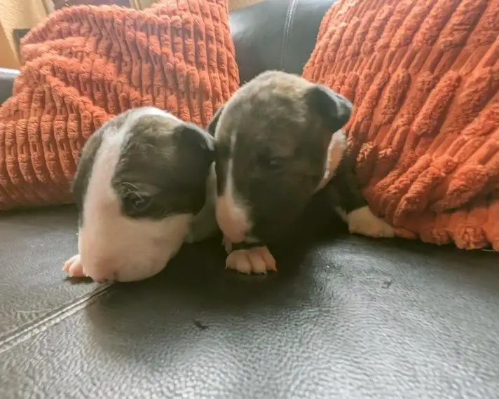 2 Miniatur Bullterrier Welpen aus gesunden Elterntieren VDH/FCI Ahnentafel