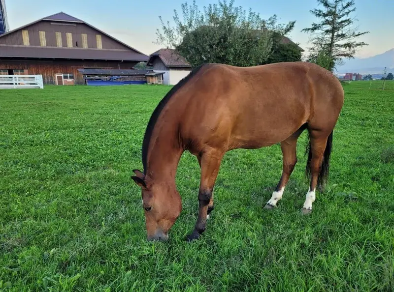 Freiberger Stute JUWELA ist wirklich ein Juwel