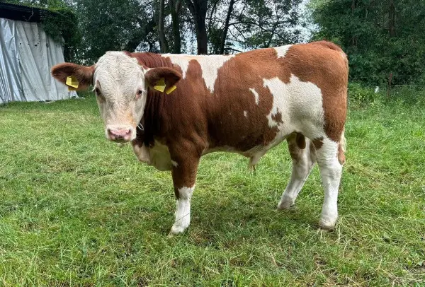 Fleckvieh Simmental Bulle/Absetzer Herdbuch