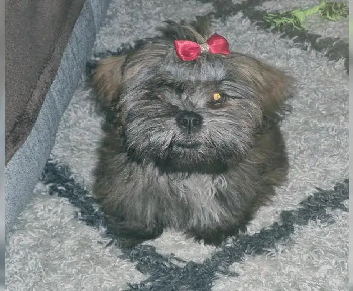 Lhasa Apso Mädchen sucht