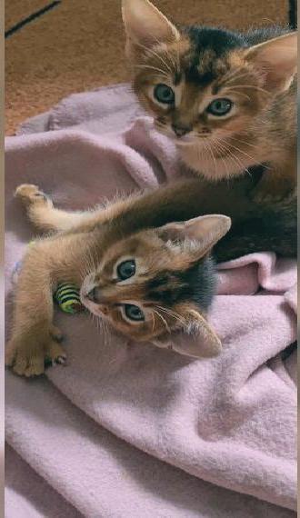 Wunderschöne Kitten mit Stammbaum