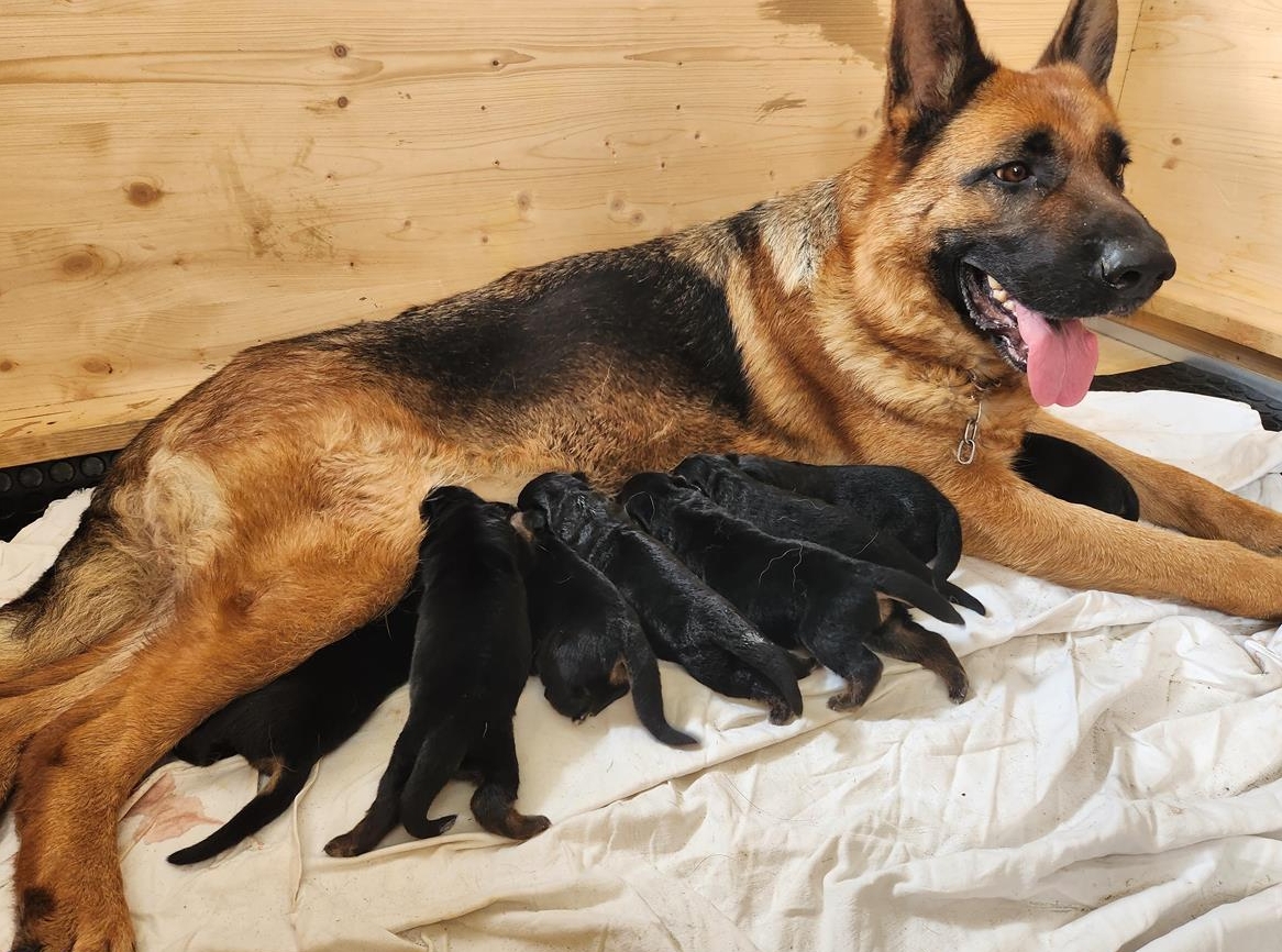 Aufgeweckte Deutsche Schäferhund Welpen suchen Lebensplatz