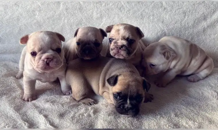 Französische Bulldogge Welpen mit Ahnentafel