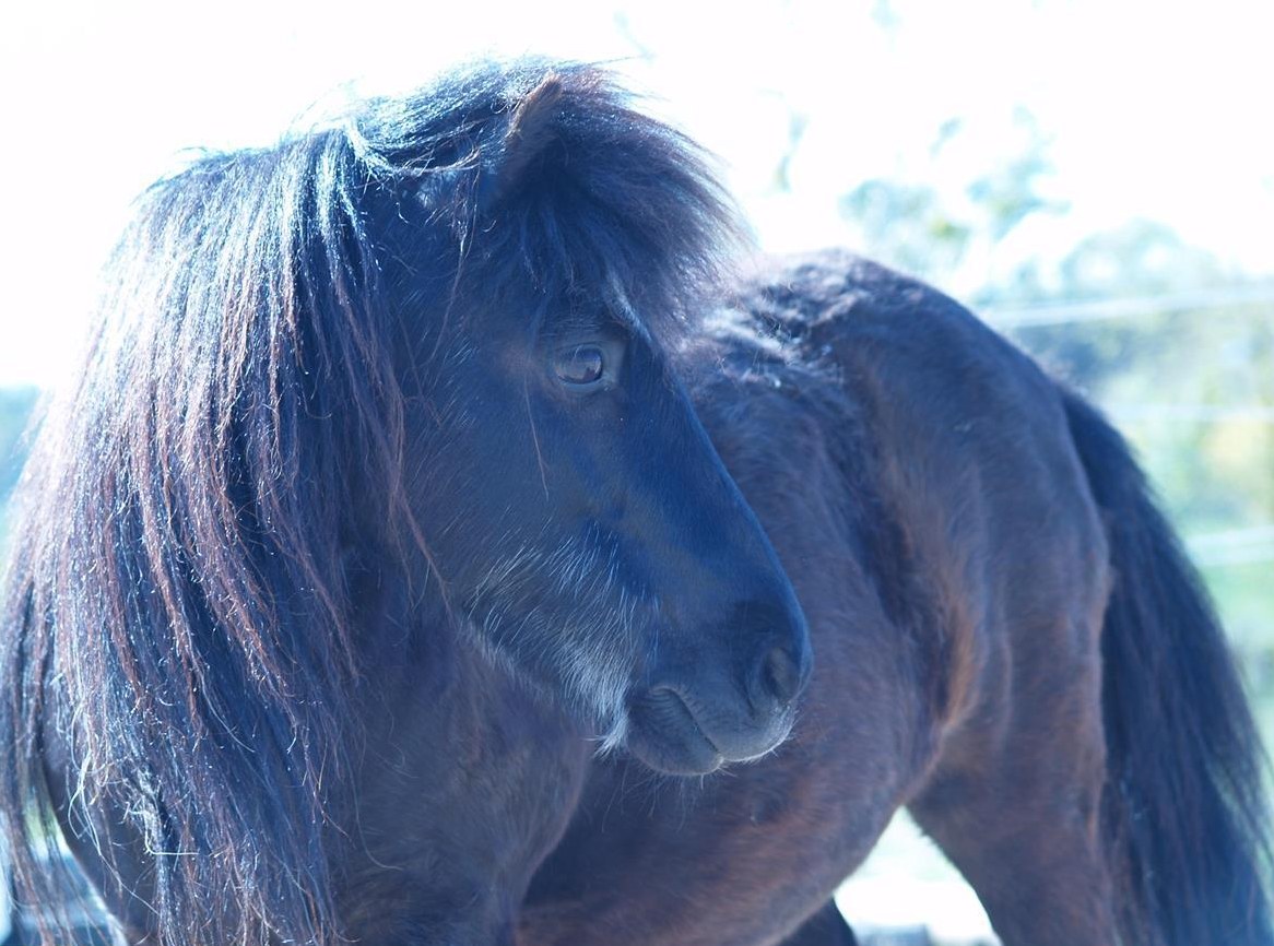 Suchen Stalltrakt/Offenstall/Reitschule zur Übernahme