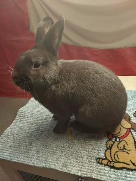 Kaninchen zu verkaufen