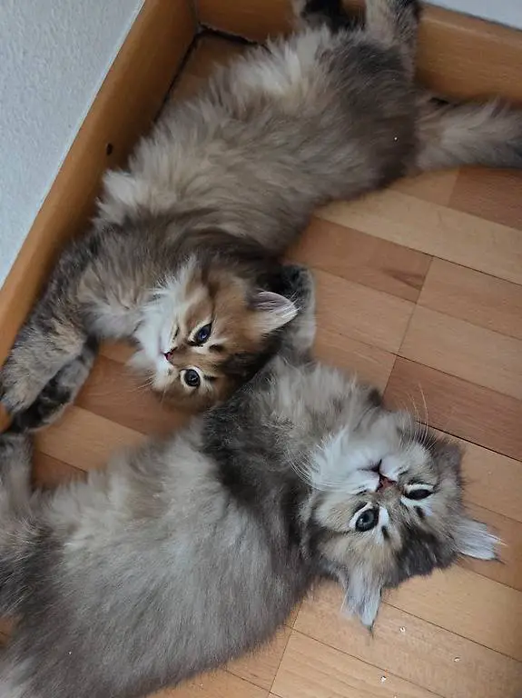 Perser / Britisch langhaar Katzen