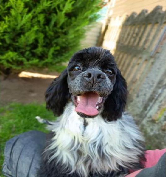 American cocker spaniel Rüde sucht neue Familie