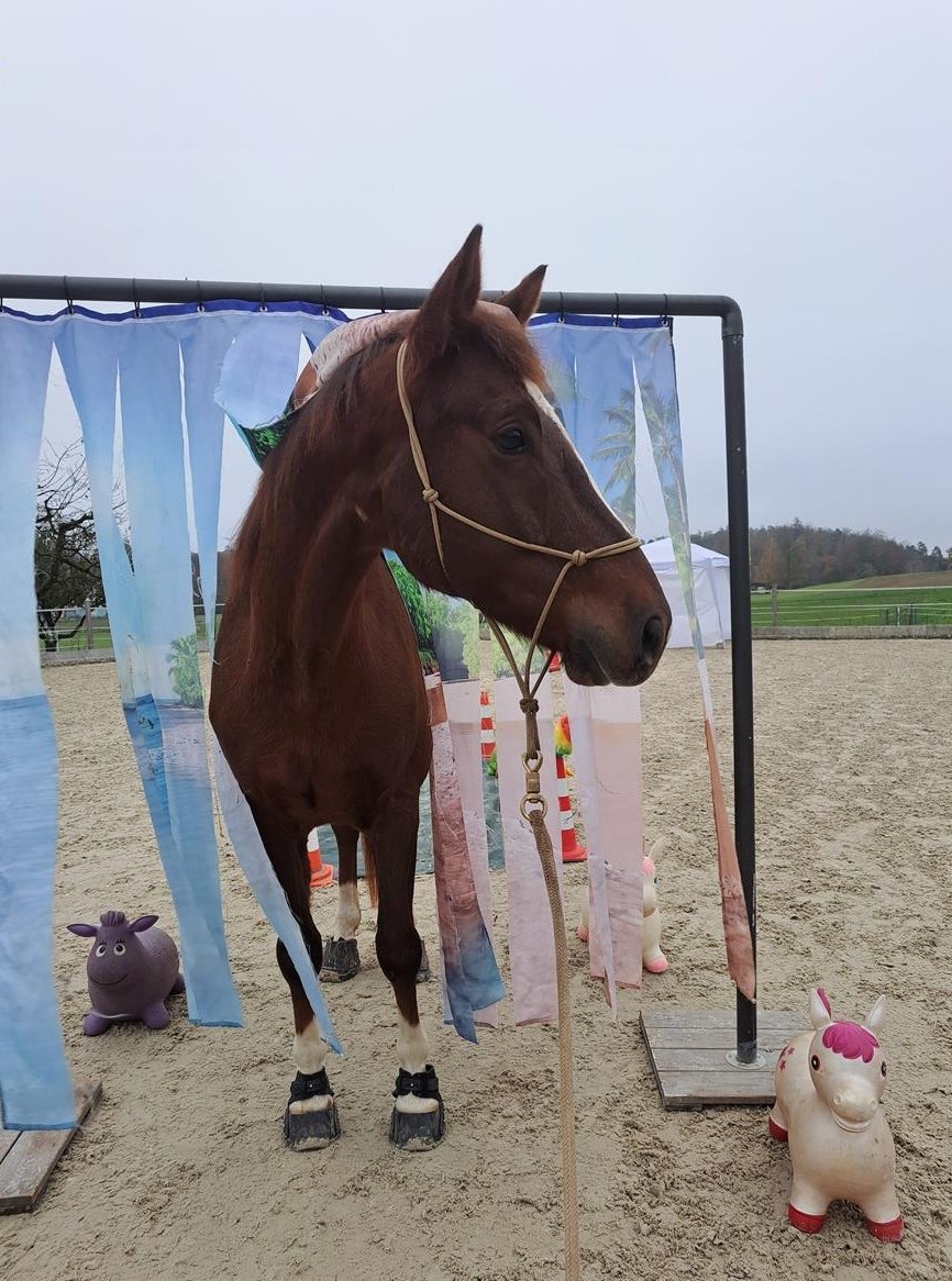 Reitbeteiligung auf 6-jährigem Wallach in Kloten - Gerlisberg
