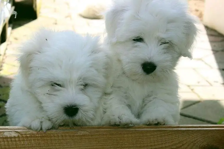 Coton de Tulear Babys