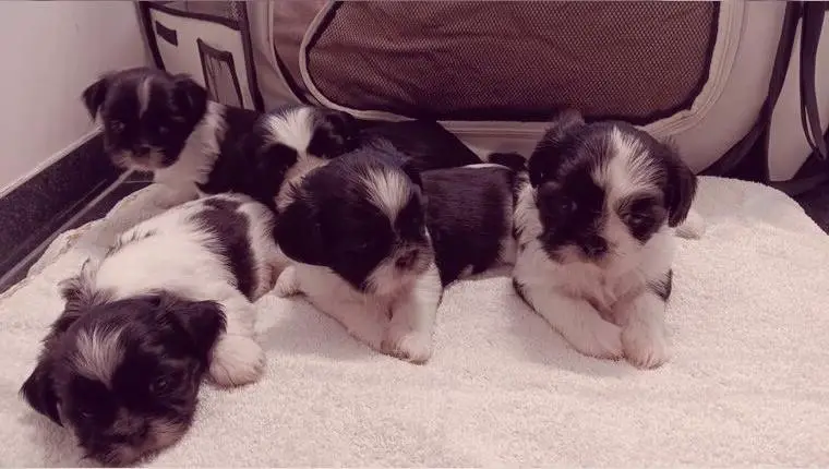 Shih_Tzu Welpen