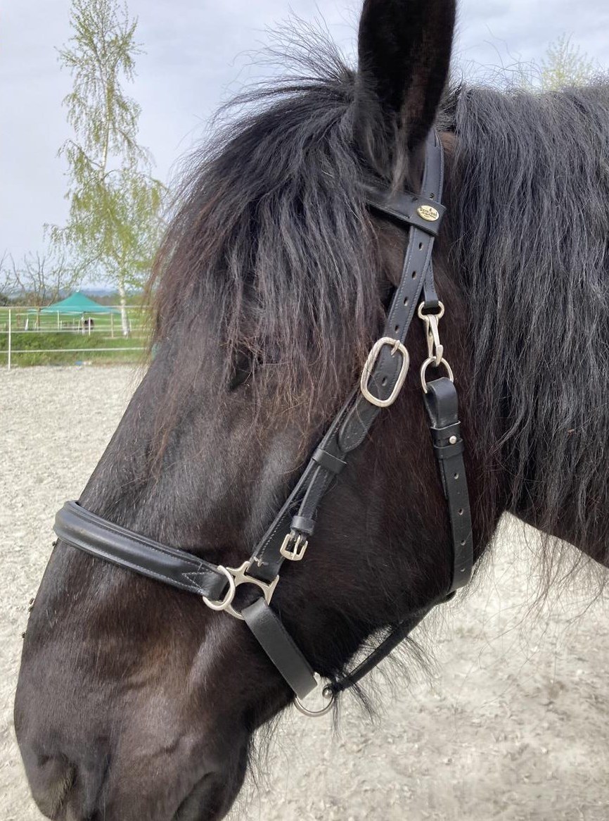 Schwarzes Wanderreithalfter, Grösse Kaltblut