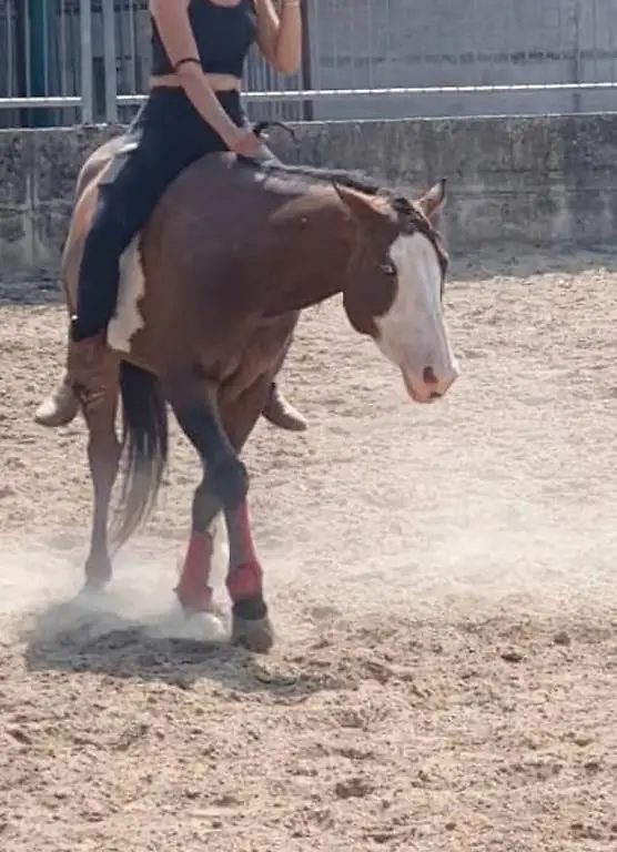 Mezza fida cavallo