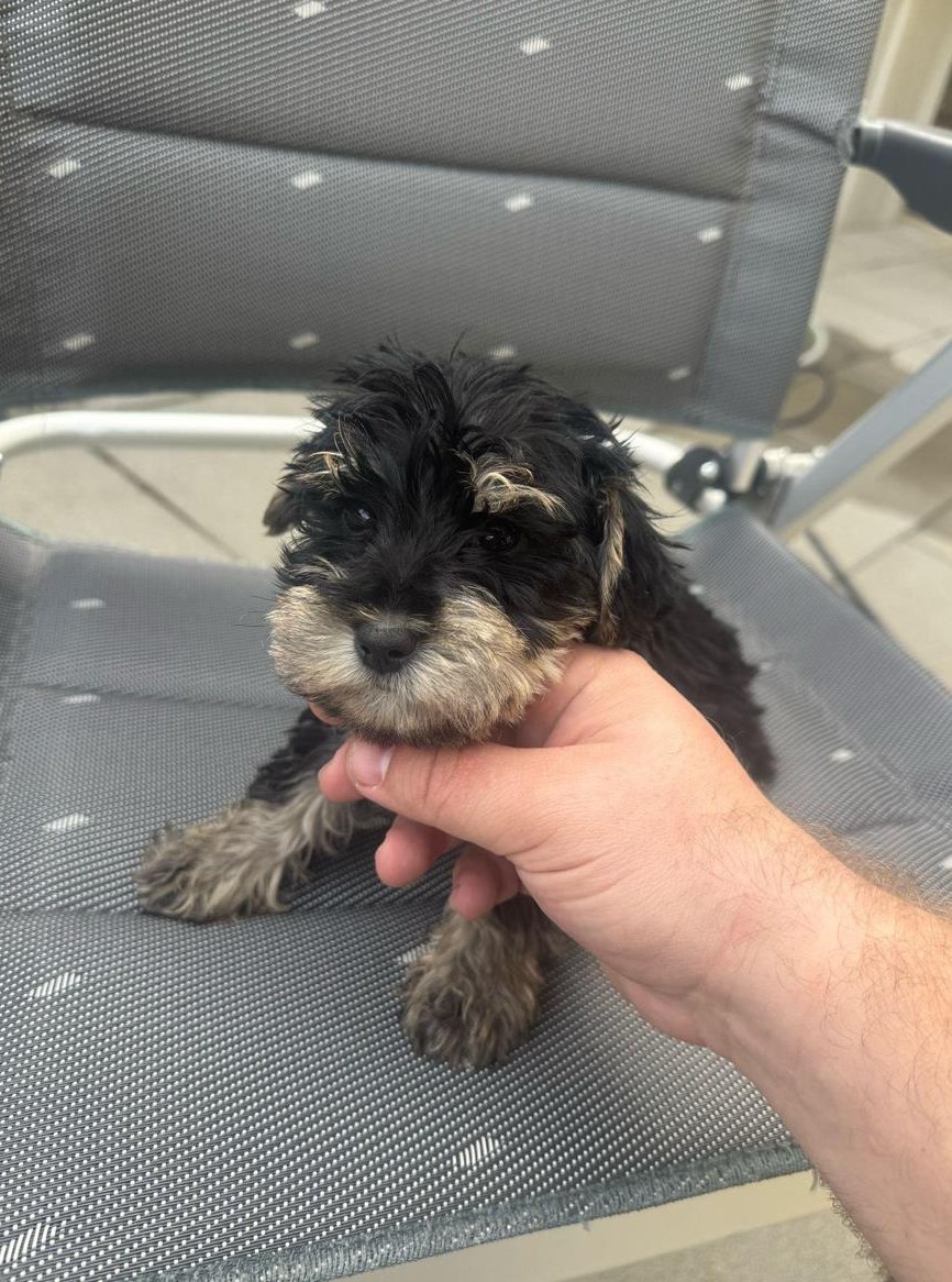 Letzter Rüde, Schnoodle Welpen, Zwergpudel x Zwergschnauzer