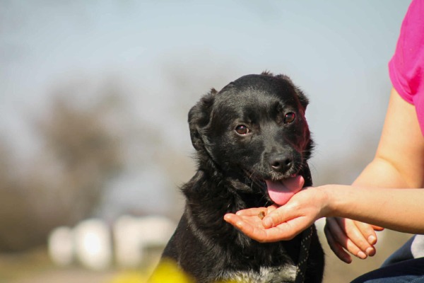 Tibike, Mischlingsrüde, ca. 1,6 Jahre, z.zt. in Ungarn
