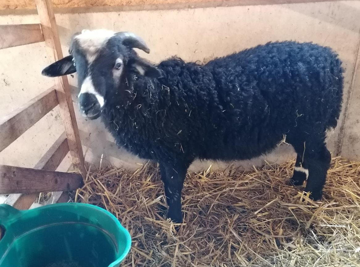 Bocklamm Krainer Steinschaf, reinrassig mit Horn