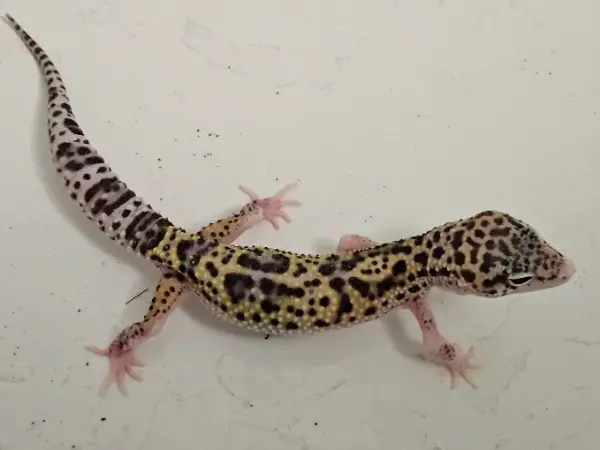 Leopardgecko aus Hobbyzucht sucht neues Zuhause
