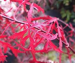 Bonsai Jungpflanzen / Japanische Schlitzahorn "Royal Garnet"