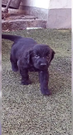 Flat coated Retriever Welpen