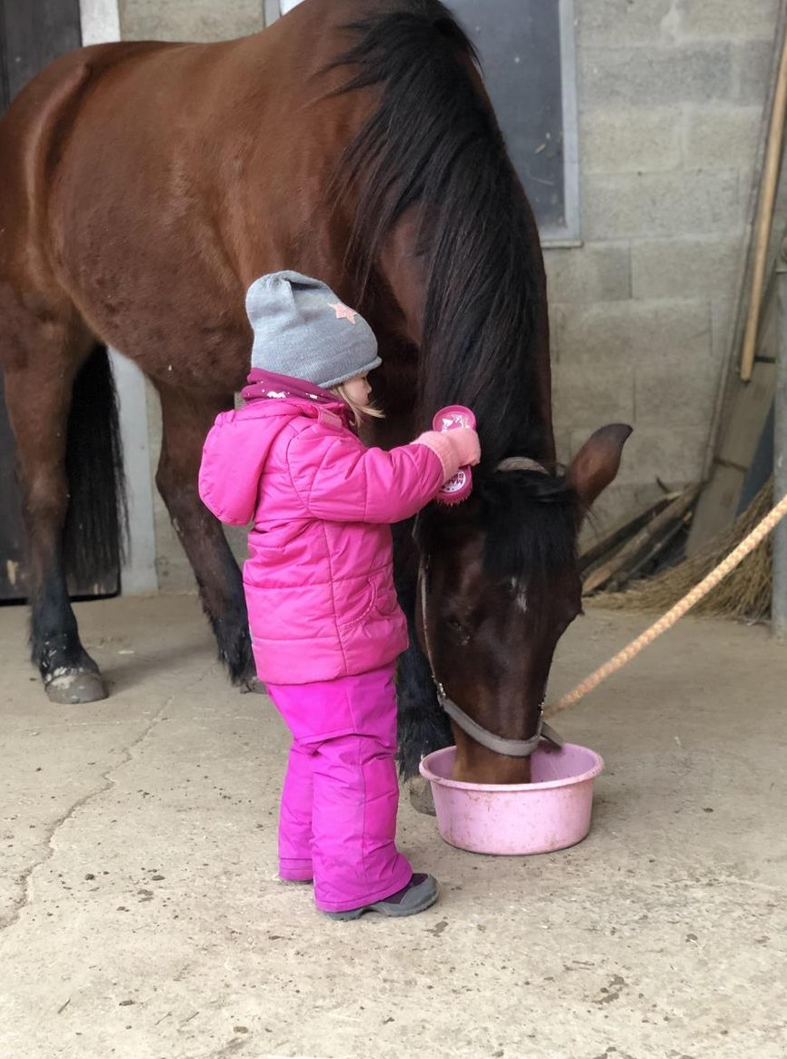 Reitbeteiligung für eine tolle Fribistute