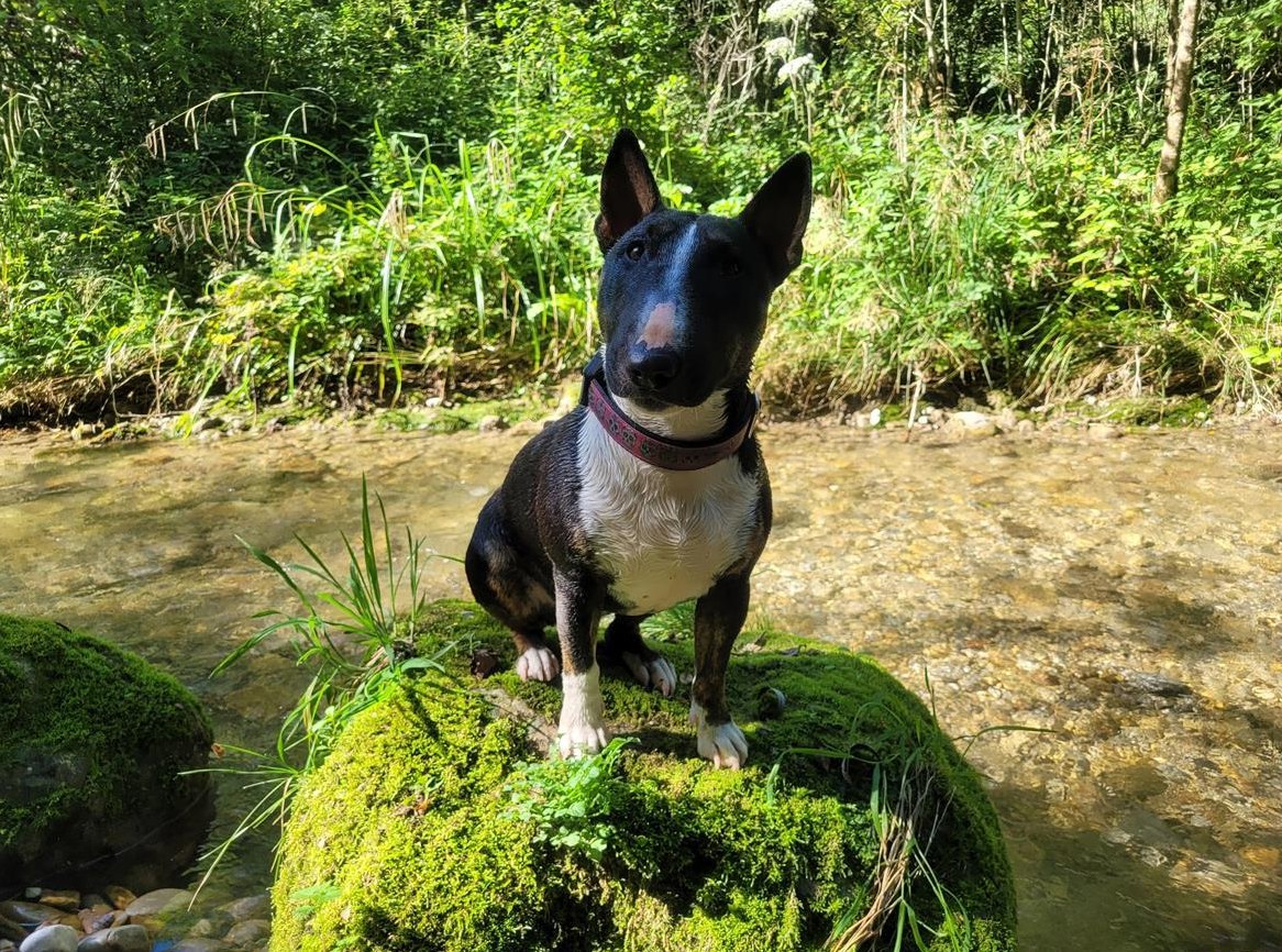 Miniature Bull Terrier Hündin mit FCI Papieren