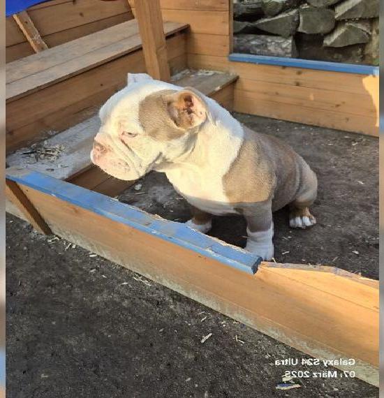 Old english Bulldoggen Welpen