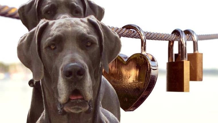 Deutsche Doggen Welpen