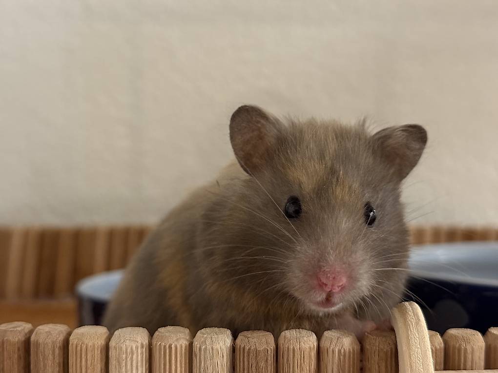 Teddyhamster Mädel