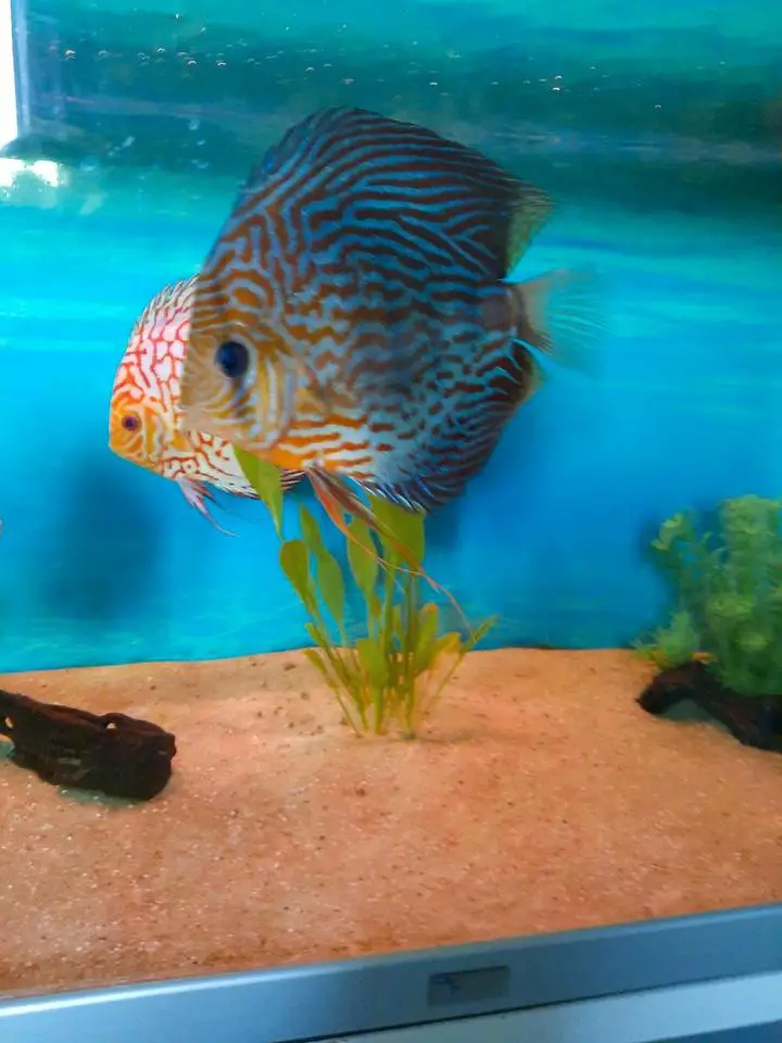 Diskus kaufen von Privat