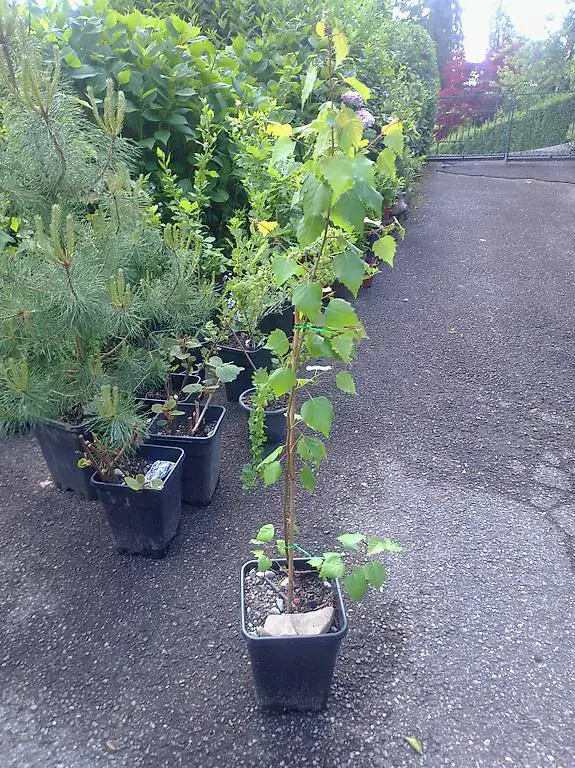 Birke Birken Baum im grossen Topf