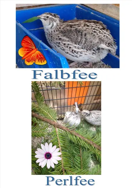 Legewachteln in verschiedenen Farbschlägen