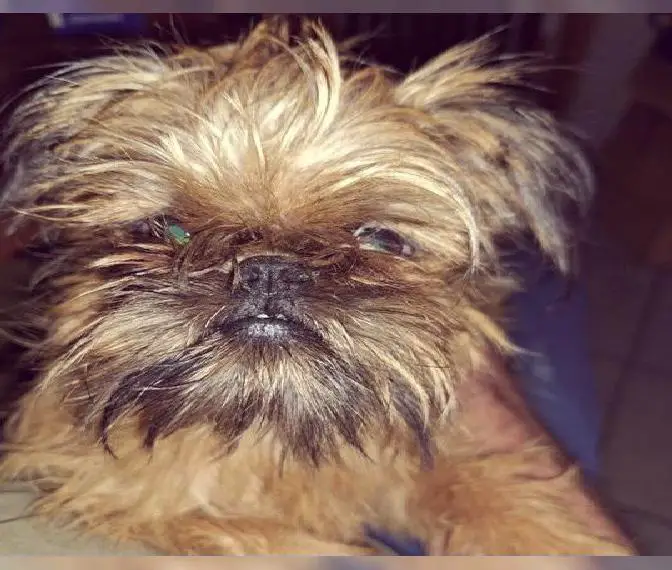 Brüsselner Zwerggriffon