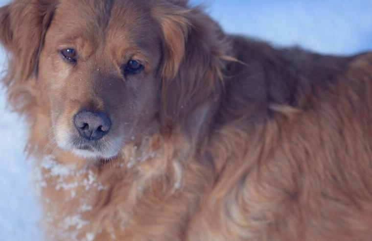 Golden Retriever (Dark) Gold Welpen, reinrassig mit Ahnentafel