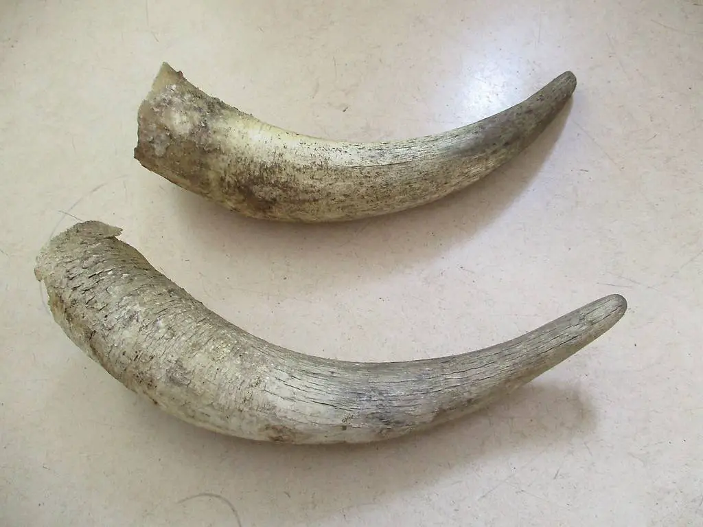 2x Kuh-Horn Deko Alpine Chalet Chic Jäger-Stübli