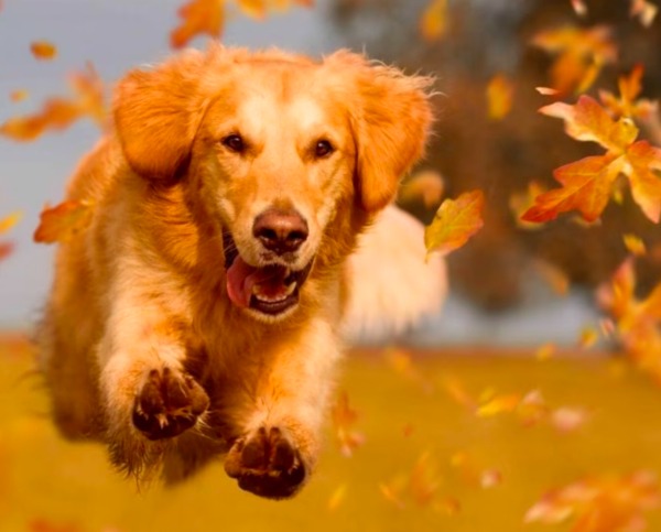 Wie man mit leicht reizbaren Hunden trainiert und arbeitet