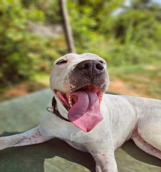 Dogo Argentino Welpen aus leidenschaftlicher VDH Zucht