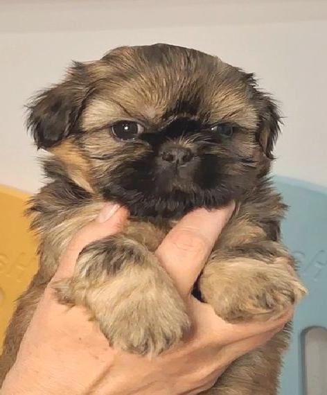Kleine Shih Tzu Welpen