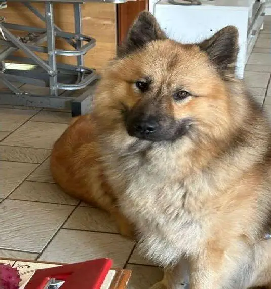 Eurasier Deckrüde