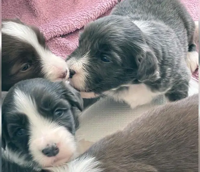 Bearded Collie Welpen geboren
