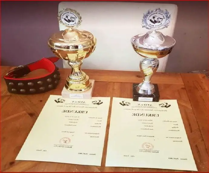 Presa Canario Welpe Yasco de la Arena