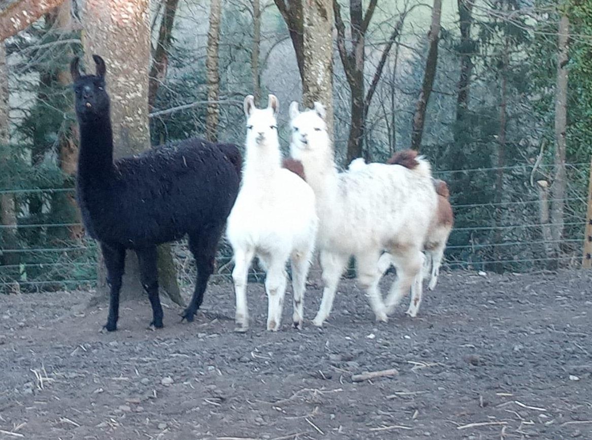 Lama Hengste Jungtiere zu verkaufen