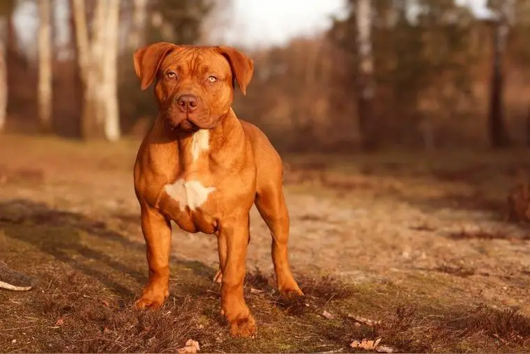 Wurfankündigung American Bully XXL Welpe puppy Hulk inside