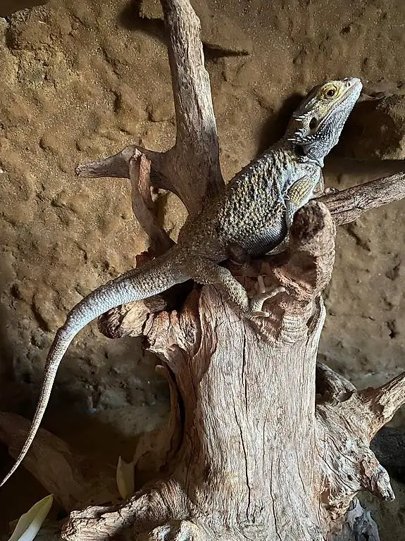 Bartagame weiblich mit grossem Terrarium zu verkaufen