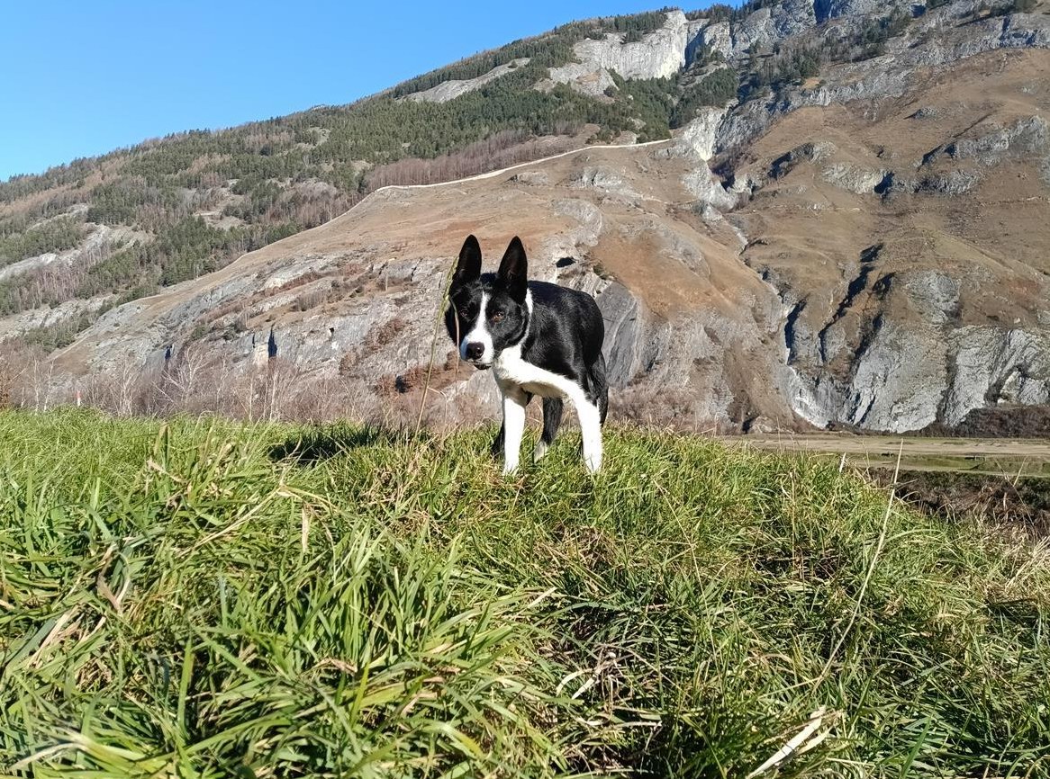 Border Collie Welpen, ISDS registriert