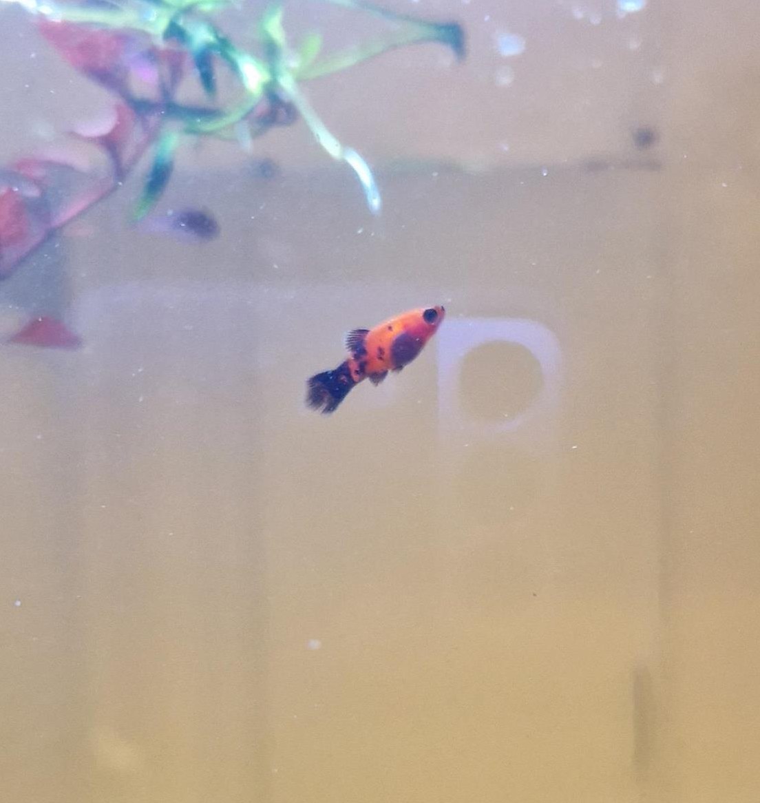 Orange Platy gratis abzugeben