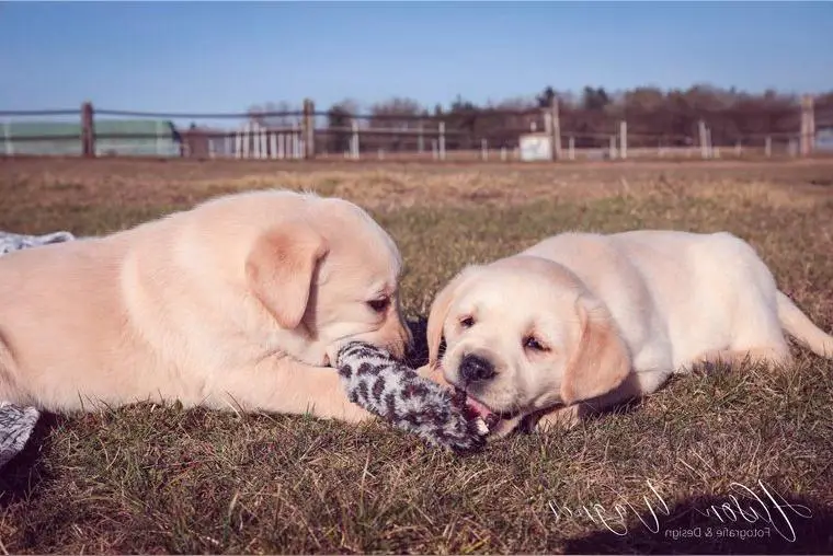 Labradorwelpen in schwarz und blond
