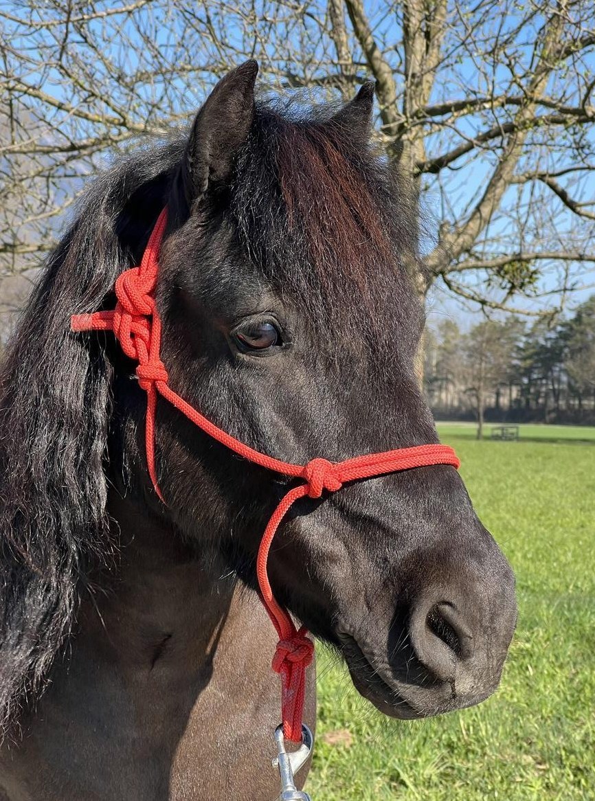 Kräftige Shetlandpony Stute mit viel Potenzial - kein Kinderpony