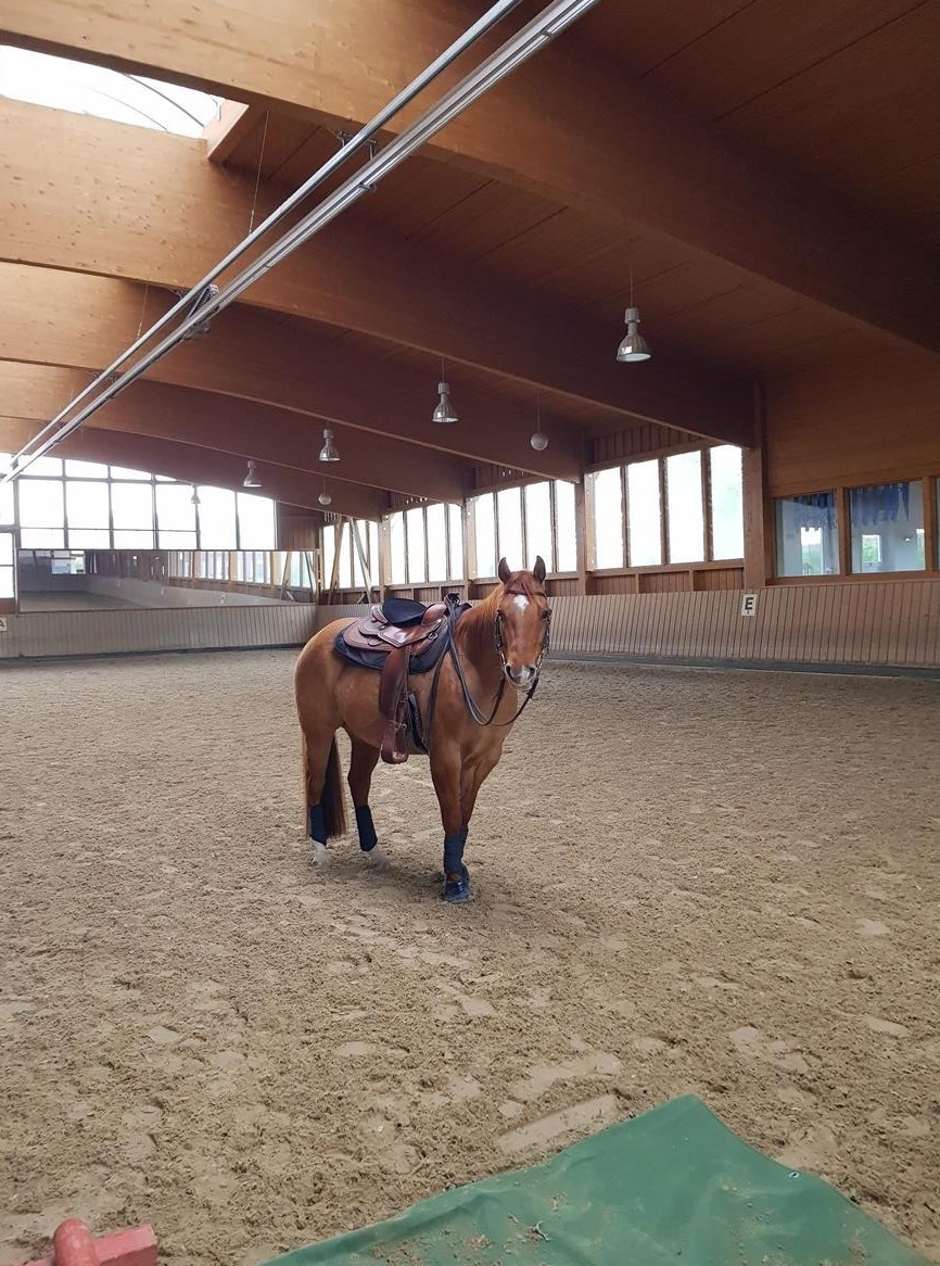 Western Reitbeteiligung für Quarter Horse Wallach in Diepoldsau